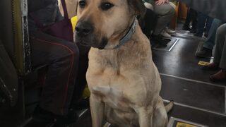 Son Dakika: Boji toplu ulaşıma geri döndü! Özlemişim hepinizi