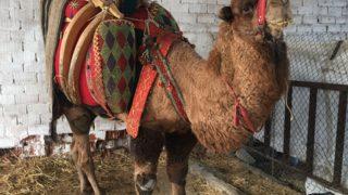 Bu da oldu! Aydın'da deve icradan satılığa çıkartıldı... Gören bir daha bakıyor