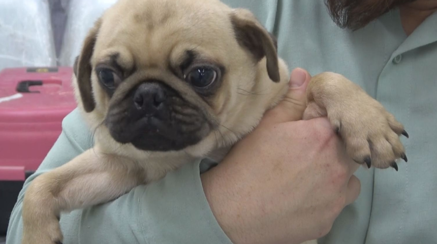 Hayvanları sosyal medyadan böyle satıyorlarmış! Şifreleri: Gelin arıyoruz, damat arıyoruz