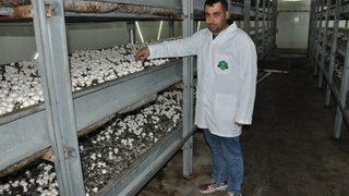 Devlet desteğiyle mantar üretim tesisi kuran çiftçi, 20 kişiyi istihdam ediyor