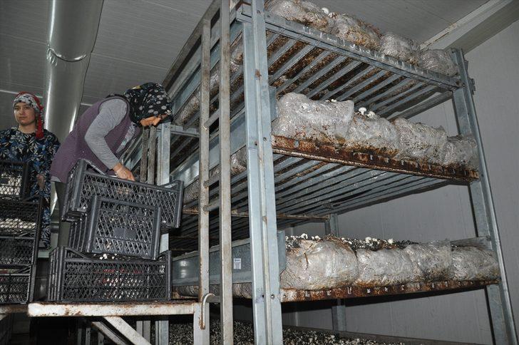 Devlet desteğiyle mantar üretim tesisi kuran çiftçi, 20 kişiyi istihdam ediyor G2