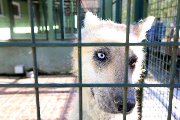 Trabzon'daki sokak hayvanları için ormanda yaşam alanı oluşturulacak G1