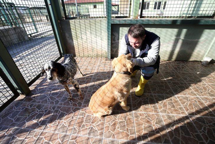 Trabzon'daki sokak hayvanları için ormanda yaşam alanı oluşturulacak G3