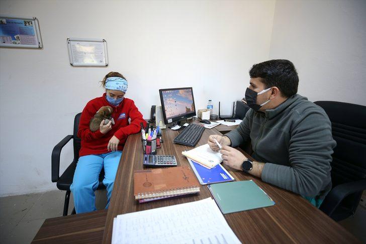 Trabzon'daki sokak hayvanları için ormanda yaşam alanı oluşturulacak G4