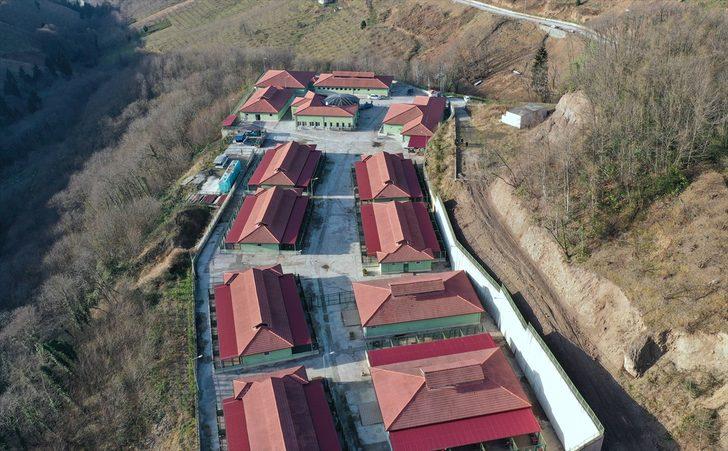 Trabzon'daki sokak hayvanları için ormanda yaşam alanı oluşturulacak G5