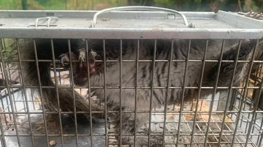 Galler'de öfkeli sincap 18 kişiyi hastanelik etti: Kana susamış gibiydi