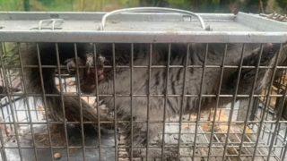 Galler'de öfkeli sincap 18 kişiyi hastanelik etti: Kana susamış gibiydi