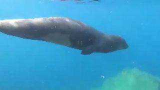 Muğla'da ilginç olay! Ölü taklidi yapan Akdeniz foku şaşkına çevirdi