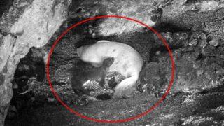 Bu yöntem dünyada ilk! Mağarada dünyaya gelen Akdeniz Foku sürekli takip edilecek