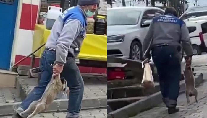 Görüntüler tepki çekmişti! Yavru köpeği patilerinden tutup taşıyan işçiye ceza