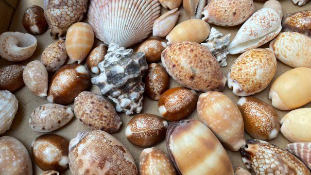 Mauritius neden deniz kabuklarını kaybediyor? 2