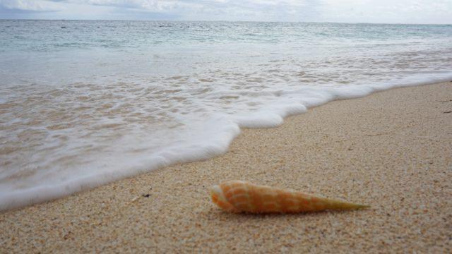 Mauritius neden deniz kabuklarını kaybediyor? 3