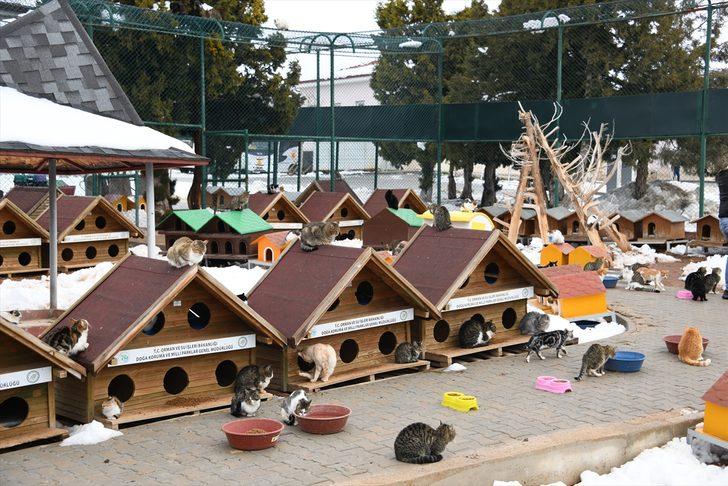 Konya'da sahipsiz sokak hayvanları "yerden ısıtmalı" bakım odalarında ağırlanıyor G1