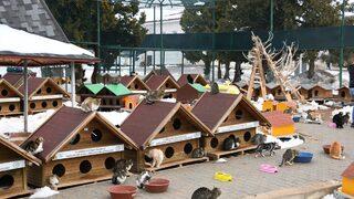 Konya'da sahipsiz sokak hayvanları yerden ısıtmalı bakım odalarında ağırlanıyor