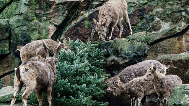 Sibirya dağ keçileri de ağacın tadına bakıyor
