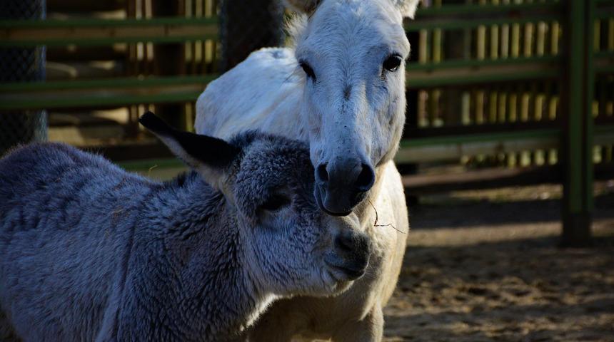 Mardin'de yıllarca çalışan eşekler, Kocaeli'de emekliliğin tadını çıkarıyor