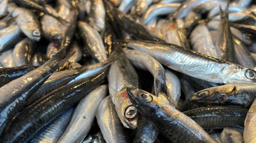 Hamsi Gürcistan'a kaçtı, vatandaşlar hasret kaldı! Tezgahtaki hamsiler...