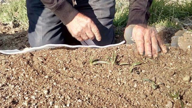 Her derde deva salep Denizli'de toprakla buluştu! Öksürüğü kesiyor, boğazı yumuşatıyor