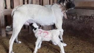 Sivas'ta şaşırtan olay! Yavru kuzuyu Kangal köpeği emziriyor