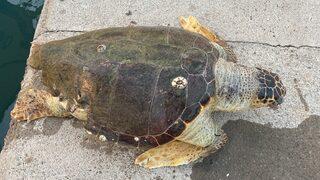 Nesli tükenme tehlikesi altında! Akdeniz'in simgesi bir bir ölüyor, iki haftada...