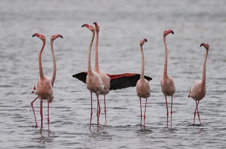 Kuşların 2 bin kilometrelik göç yolculuğu İzmir Kuş Cenneti'nde tamamlandı G1