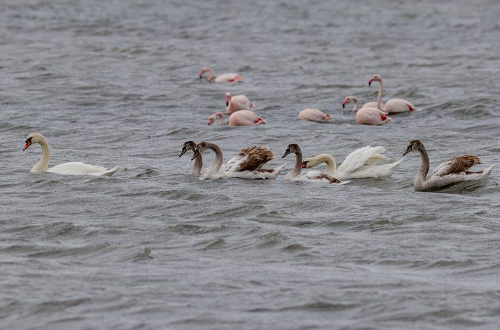 Kuşların 2 bin kilometrelik göç yolculuğu İzmir Kuş Cenneti'nde tamamlandı G2
