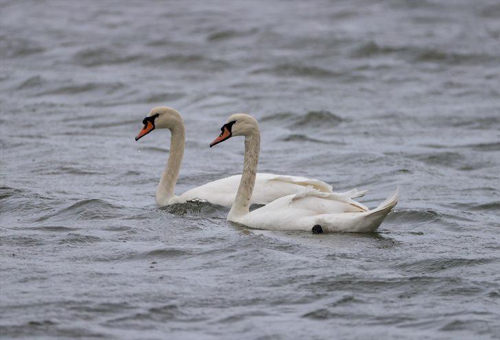Kuşların 2 bin kilometrelik göç yolculuğu İzmir Kuş Cenneti'nde tamamlandı G3