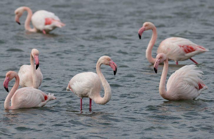 Kuşların 2 bin kilometrelik göç yolculuğu İzmir Kuş Cenneti'nde tamamlandı G4