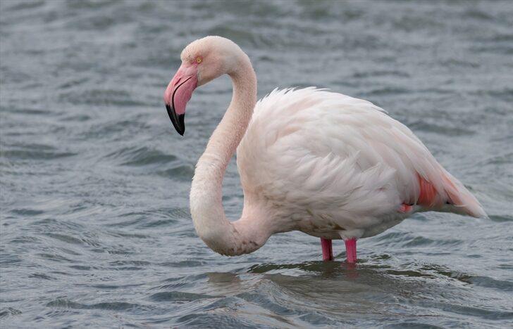 Kuşların 2 bin kilometrelik göç yolculuğu İzmir Kuş Cenneti'nde tamamlandı G5