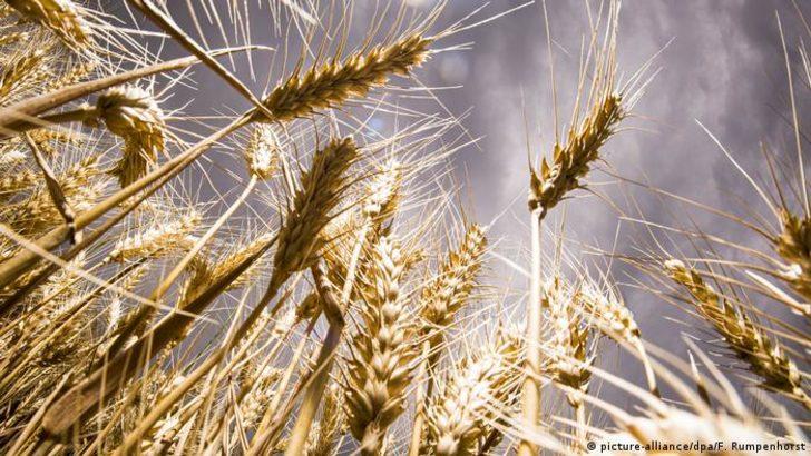 Türkiye'de ekmeklik buğday ve arpaya zam