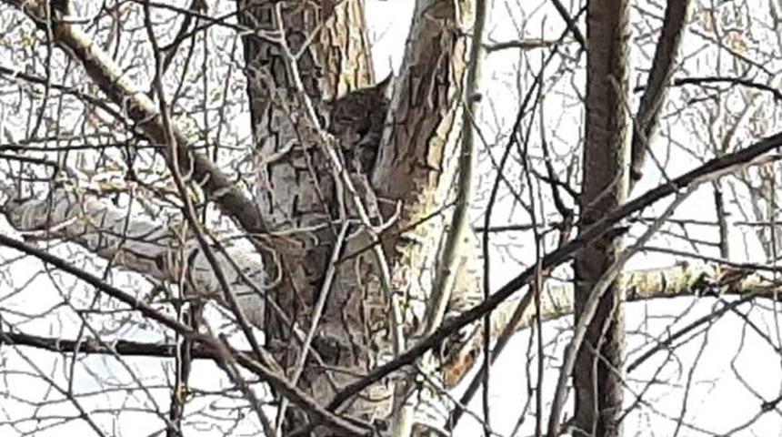 İlginç olay! Canını kurtarmak için ağaca tırmandı