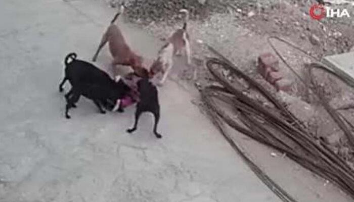 Dehşet anları kameraya yansıdı! Hindistan'da 5 köpek 4 yaşındaki kıza saldırdı