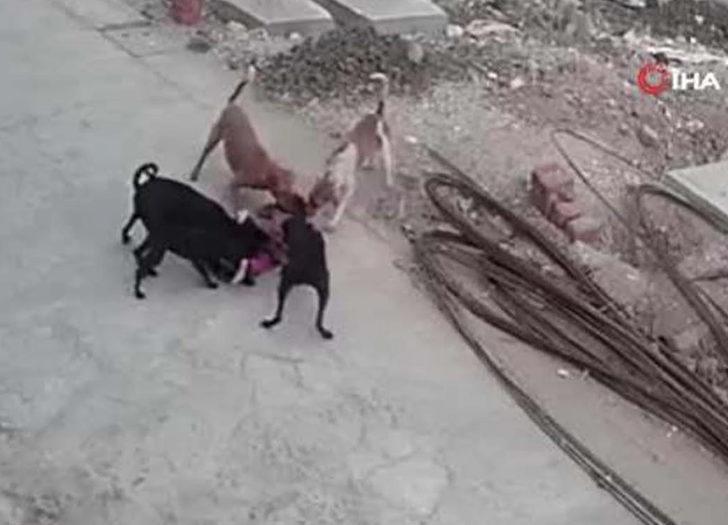 Dehşet anları kameraya yansıdı! Hindistan'da 5 köpek 4 yaşındaki kıza saldırdı