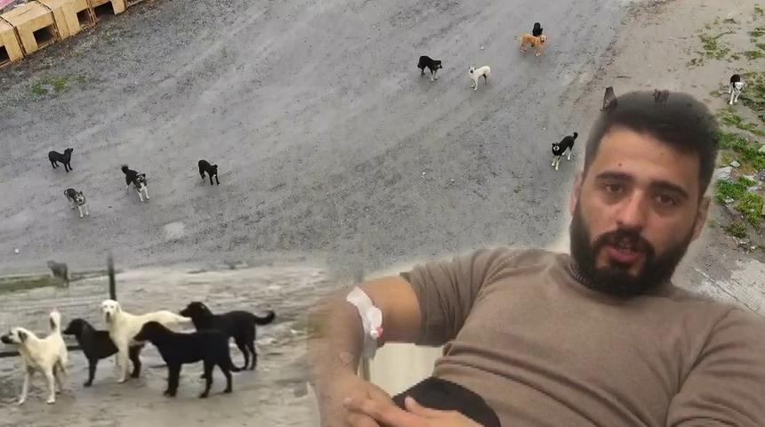 Yer: İstanbul! 20 köpek tarafından kovalandı, yoldaki çukura düştü