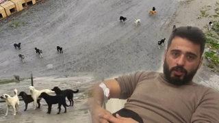 Yer: İstanbul! 20 köpek tarafından kovalandı, yoldaki çukura düştü