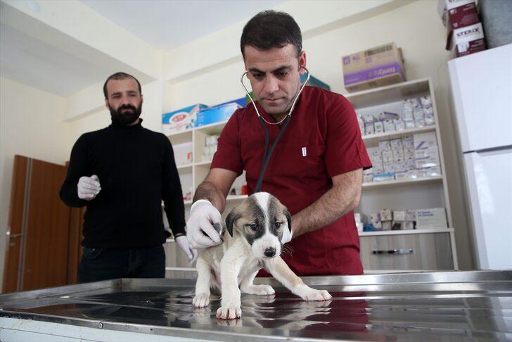 Muş'ta yaralı ve hasta "sevimli dostlar" bakımevinde şifa buluyor G1