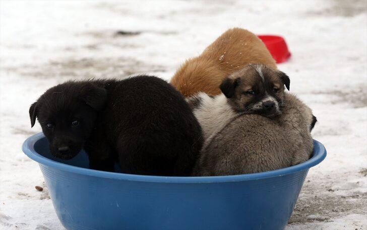 Muş'ta yaralı ve hasta "sevimli dostlar" bakımevinde şifa buluyor G2