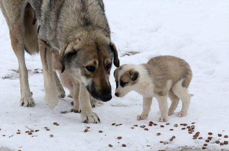 Muş'ta yaralı ve hasta "sevimli dostlar" bakımevinde şifa buluyor G3