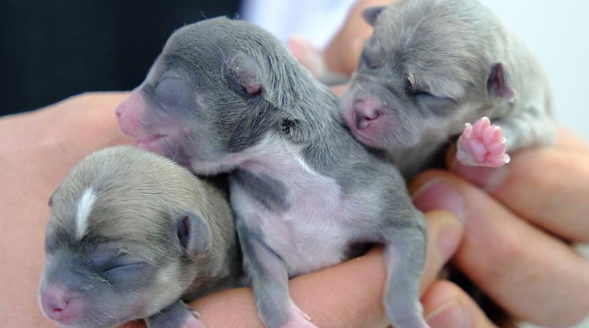 K&ouml;peğe sezaryenle doğum! Zaman kalmadığını fark edince &uuml;&ccedil; yavruyu b&ouml;yle kurtardı