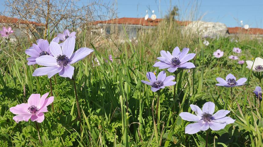 Baharın müjdecisi anemonlar Ocak ayında çiçek açtı! 
