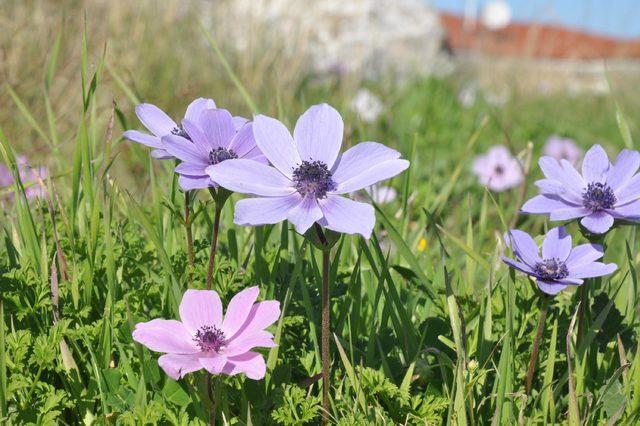 datcada-anemonlar-acti-halk-baharin-mujdecisi-dedi_1773_dhaphoto1