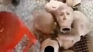 Taliban emretmişti! Vitrin mankenlerinin kafaları kesildi