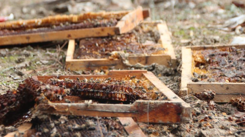 Bilecik'te 57 kovanı parçalayan ayının yaptığı hayrete düşürdü: Oyarak girmişler