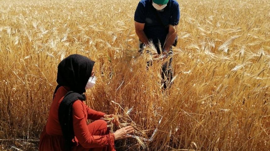 Hububat ve bakliyat ihracatı yılı 9 milyar dolar ile kapattı