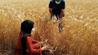 Hububat ve bakliyat ihracatı yılı 9 milyar dolar ile kapattı