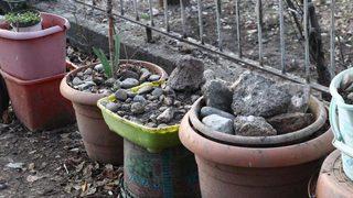 Son Dakika: Ankara'da kan donduran iddia! Çöp evde ölen köpekleri saksılara saklamış