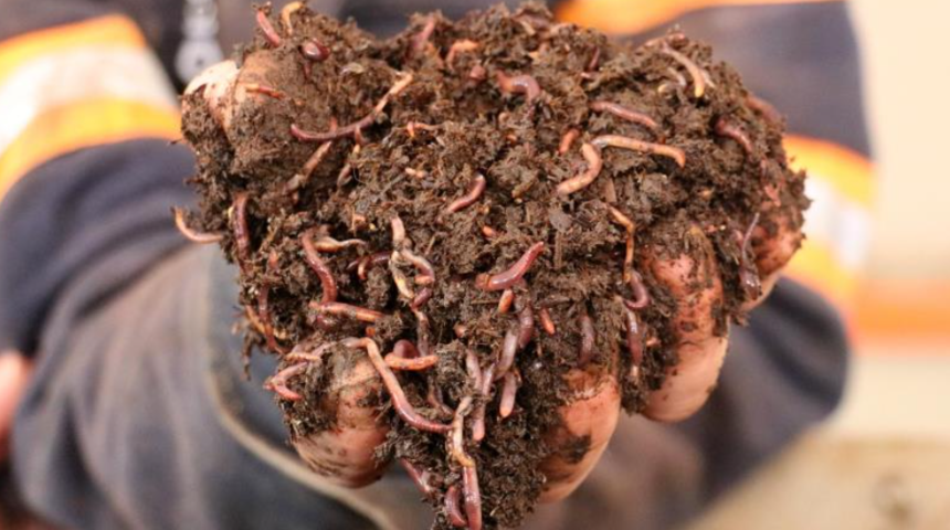 Sivaslı bilim insanları 2 bin 800 metrekare alanda üretmeye başladı! Kırışıklık tarih olacak