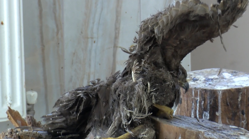 Yaban hayatında tehlike çanları çalıyor! ''Tarım bile yapamayacağız''