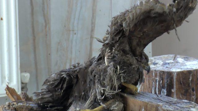 Yaban hayatında tehlike çanları çalıyor! ''Tarım bile yapamayacağız''