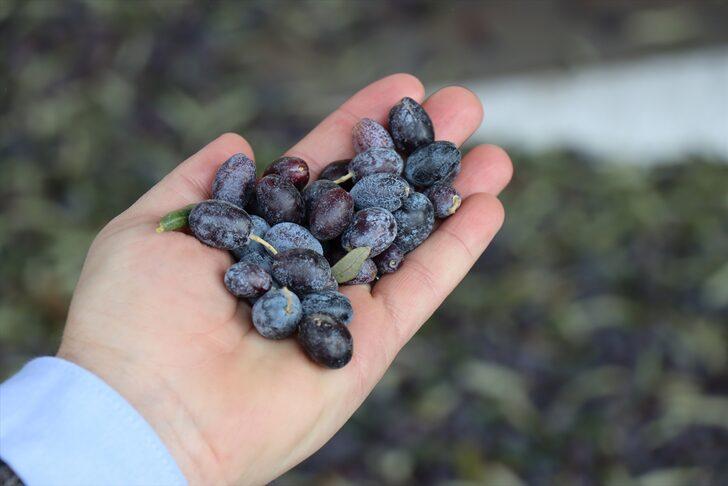 Tescilli Kilis zeytinyağına talep yoğun G2